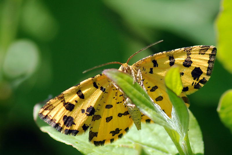 Pseudopanthera macularia